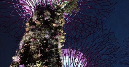 McDermott's | Singapore: Garden Festival 2026